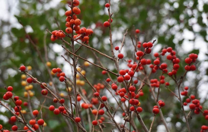 Red and orange winterberry fruits on a shrub in close up