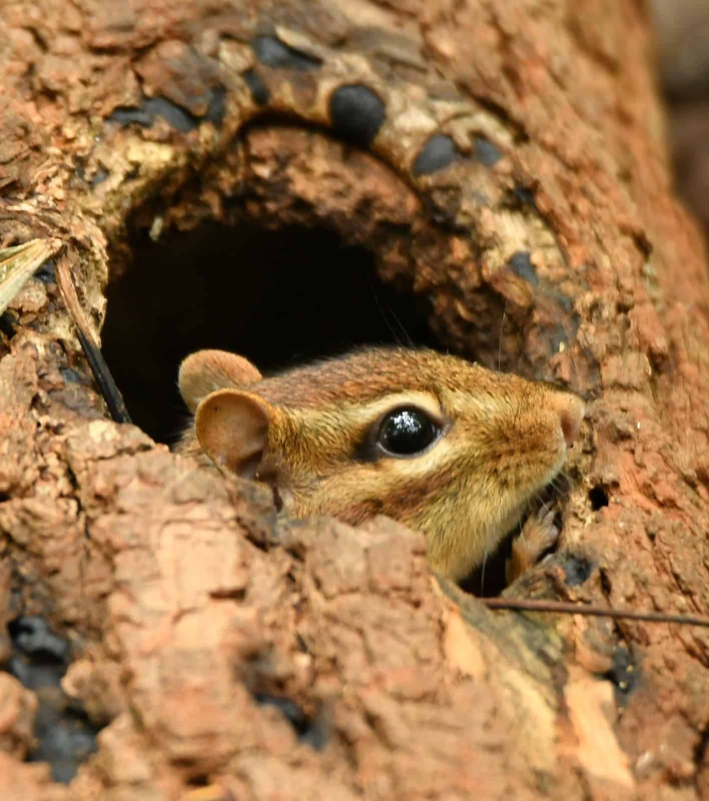 A brown chipmunk peaking his head out from the hole in a hollow log