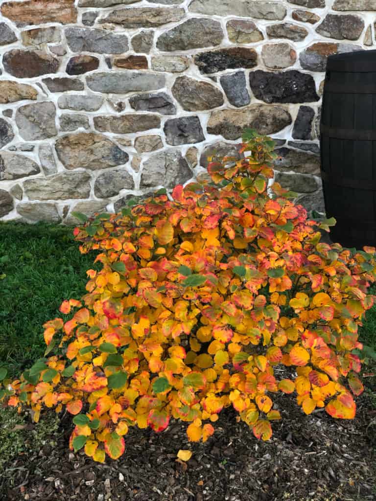 A stone wall with a low shrub featuring foliage turning flame yellow in the autumn