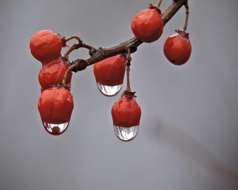 Close up of dark red berries on a branch with ice droplets