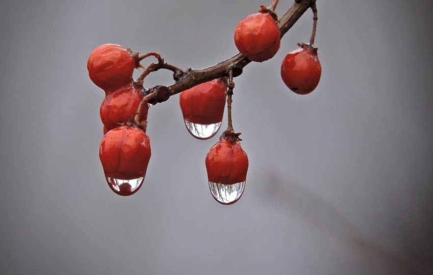 Close up of dark red berries on a branch with ice droplets