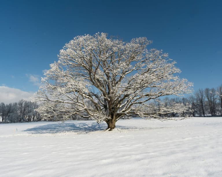 winter scene of a massive white oak covered in snow