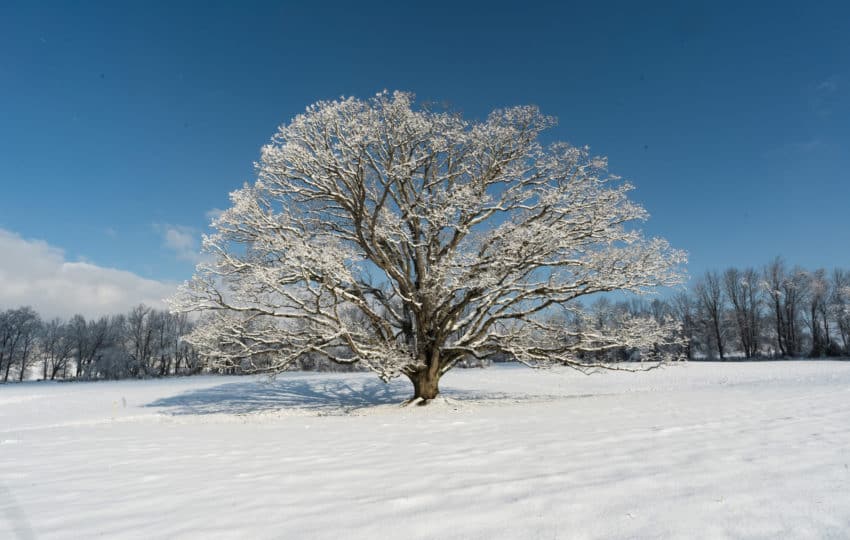 winter scene of a massive white oak covered in snow