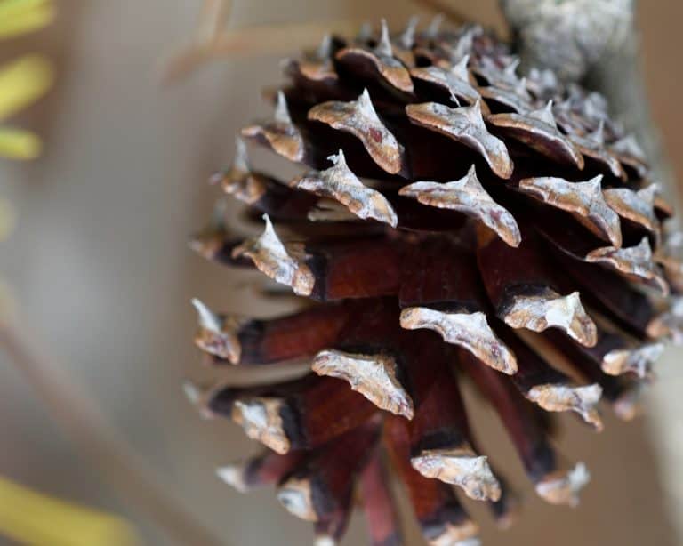 close up of a brown pine cone
