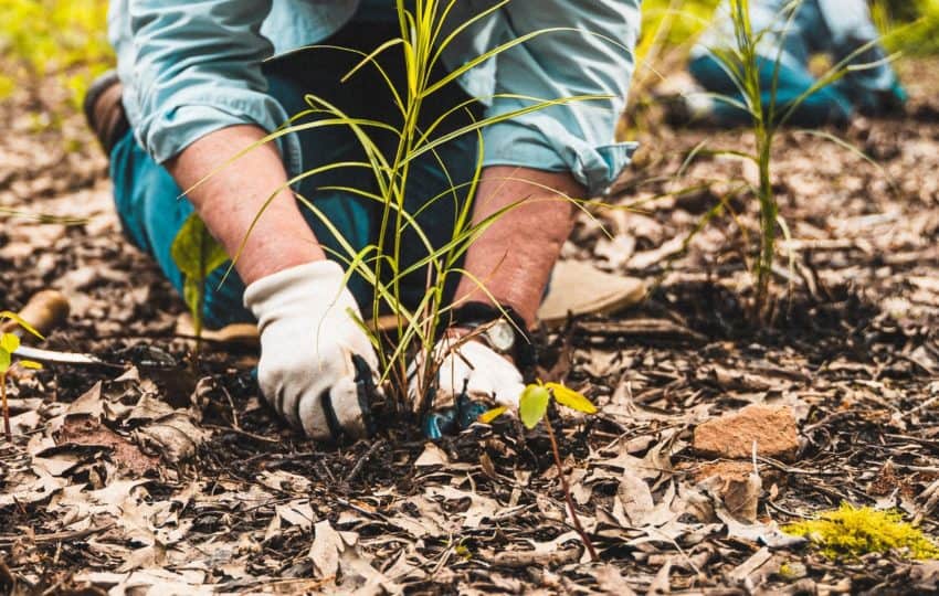 Close up of a woman's hands with gardening gloves planting a green plant in the leaf litter.
