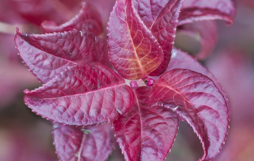 dark red, glossy leaves of a plant close up