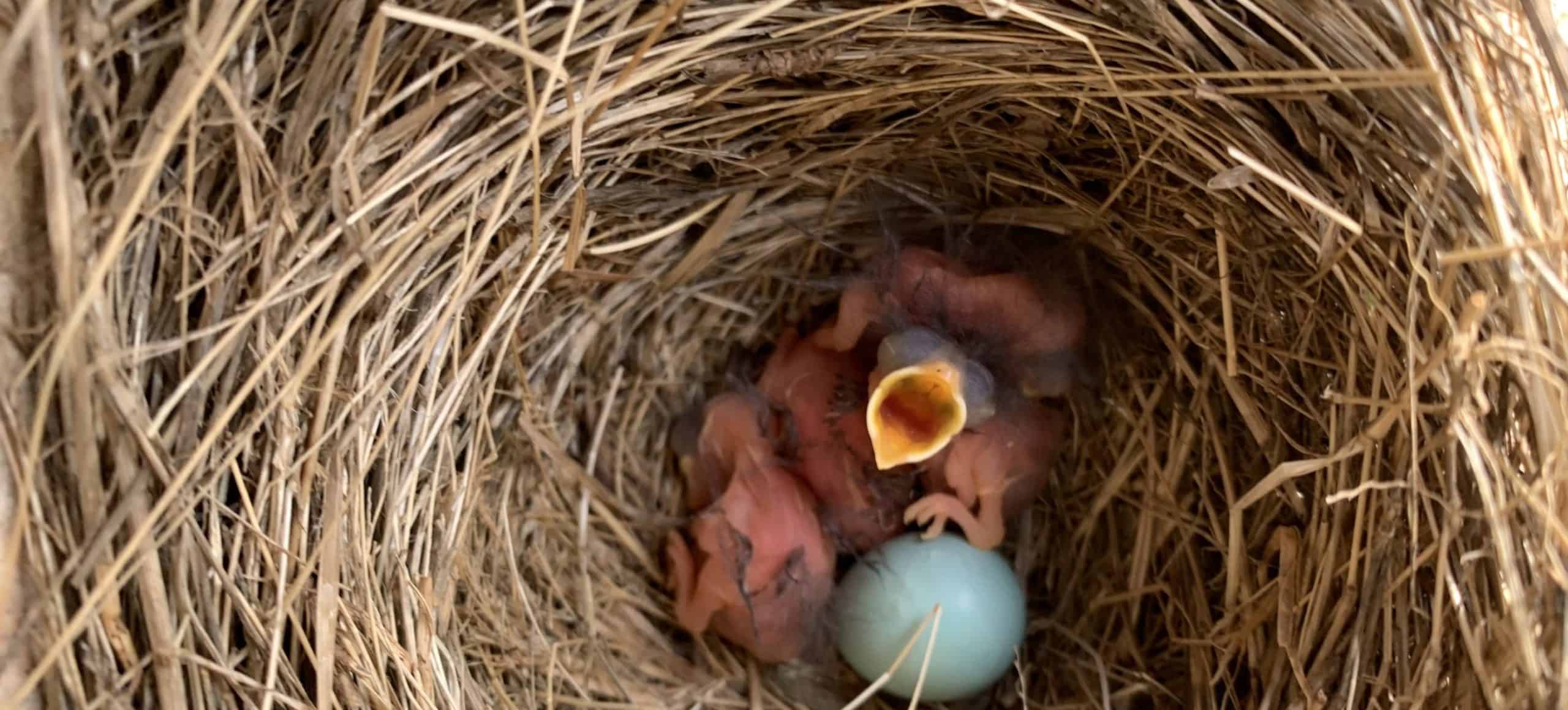 A blue bird nest seen from above. Small wingless birds are nestled in the next with one blue egg. One bird opens it's yellow mouth towards the camera.