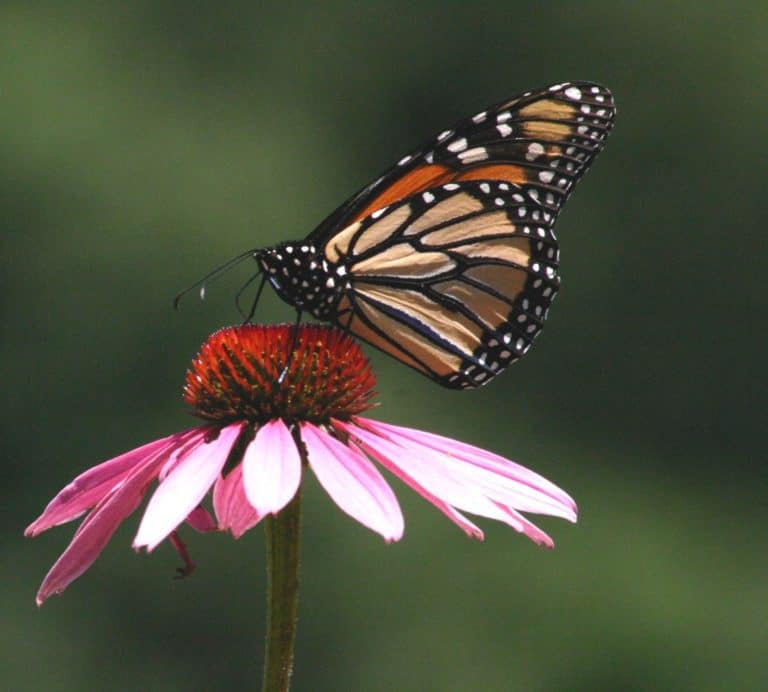 A black and orange monarch butterfly on a purple coneflower