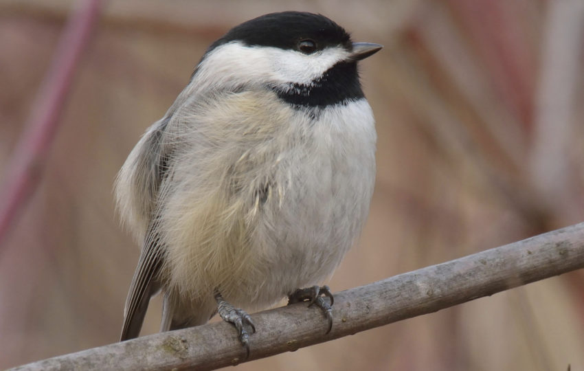 A fluffy grey bird with black and white markings on it's face perches on a thin branch.