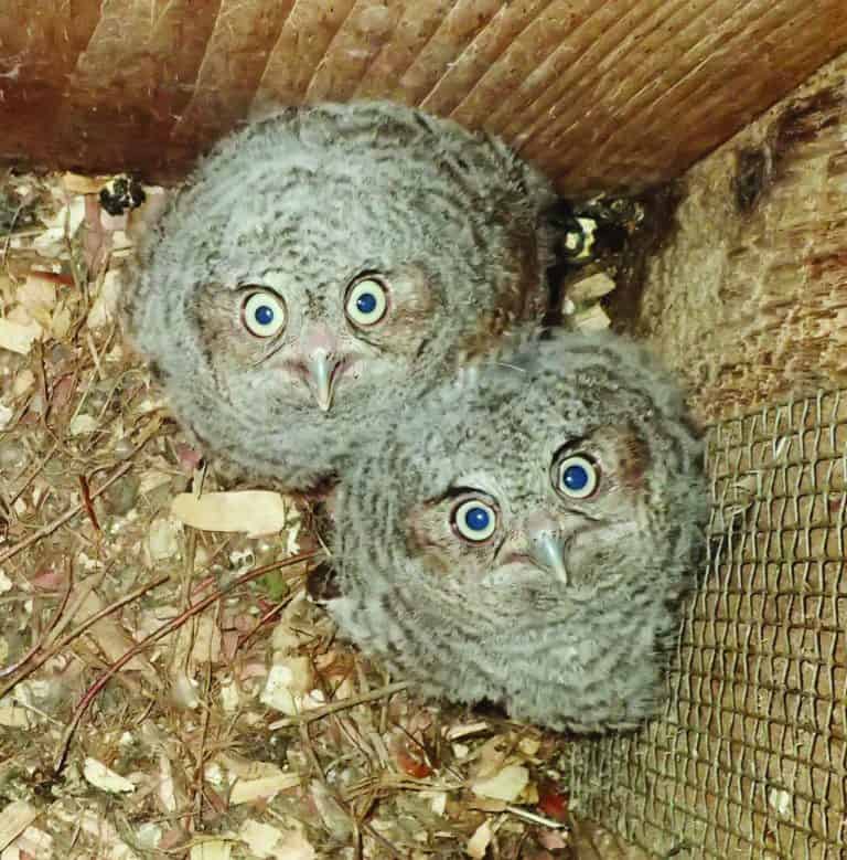 Young owls in a nest box stare up at the camera with wide yellow eyes