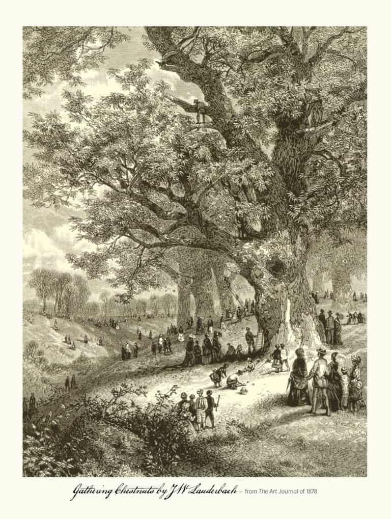 Black and white illustration of crowds of people gathering chestnuts from 1878
