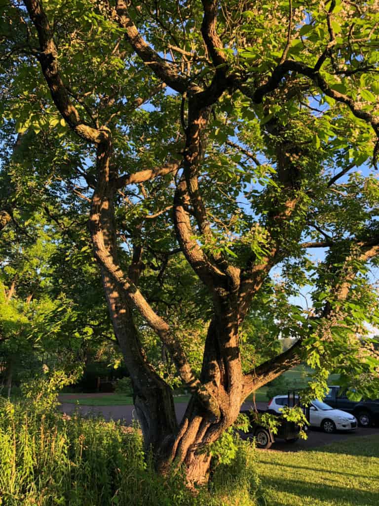 A large tree with twisted trunk in front of a small parking lot with cars