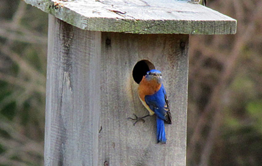 Two Bluebirds on a nest box, one on the roof and one next to the circular opening.