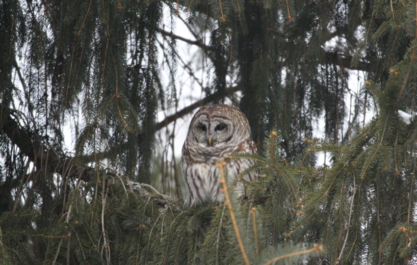 An adult Barred Owl in a pine tree