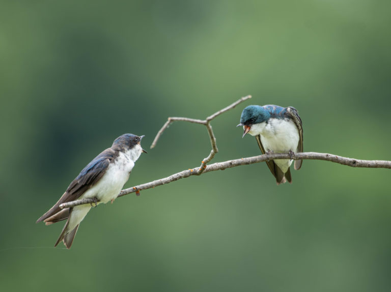 Two Tree Swallows perched on a branch with their mouths open towards each other.