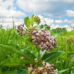 A close up of common milkweed's puffy pink blooms with deep green foliage in a sunny meadow