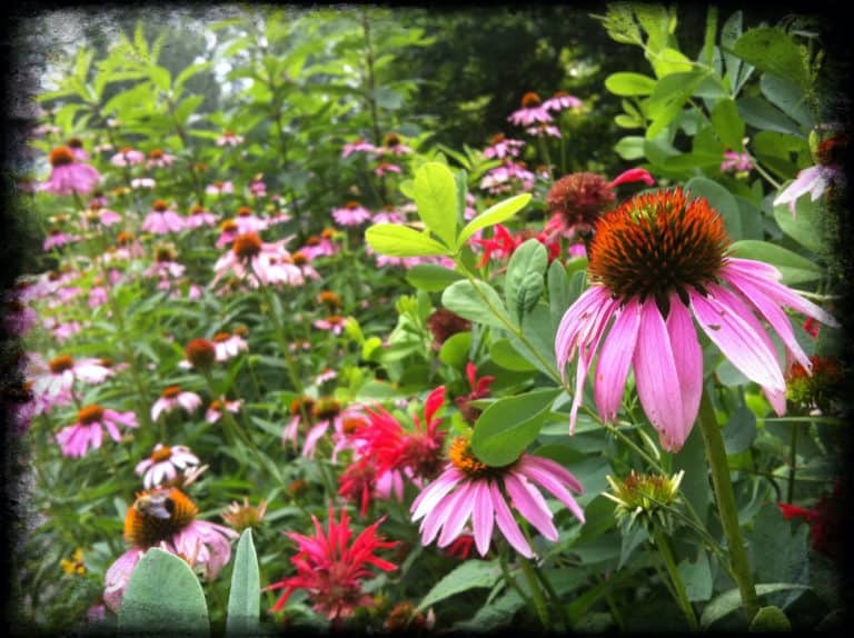 Close up of blooming echinacea--pink blooms--and monarda--red blooms--in the sun