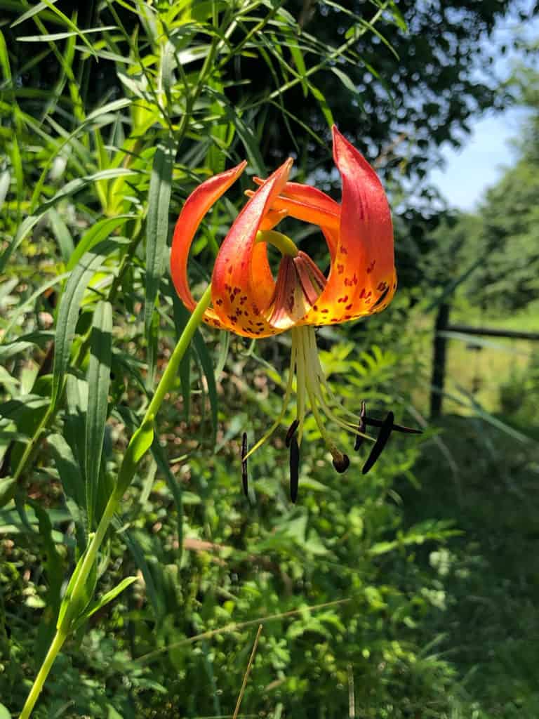 close up of an orange Canada lily bloom in the sun with green foliage and a green backdrop