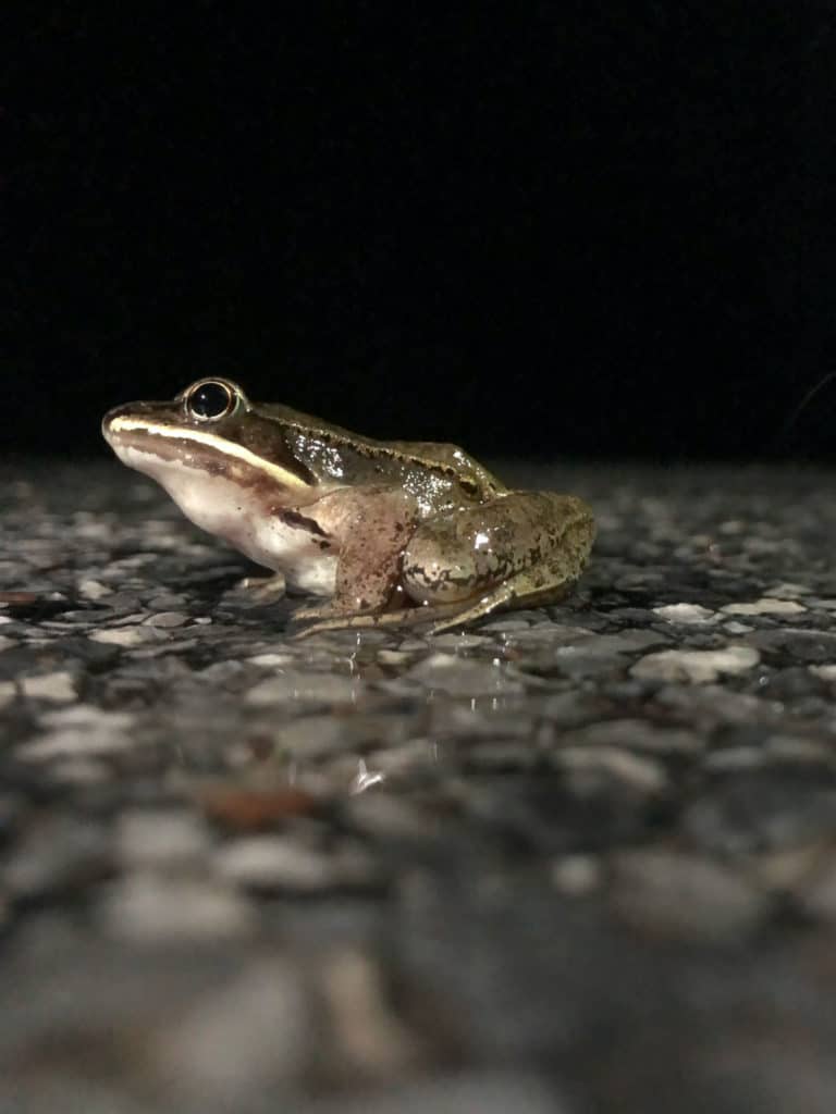 A close up of a wood frog crossing a wet road in the dark