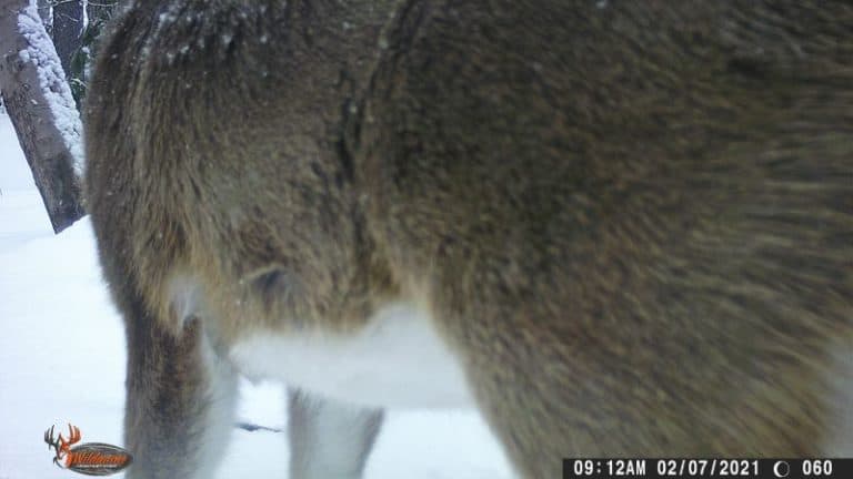 Color photo of a white-tailed deer in the snow from a trail camera