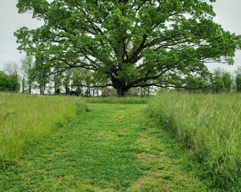 A meadow trail leading to a massive white oak tree in summer