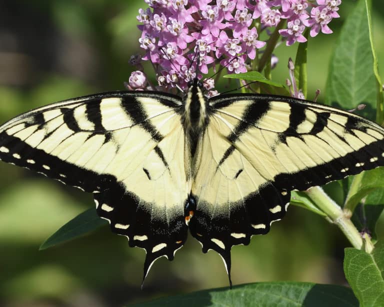 A close up of a black and yellow swallowtail butterfly sipping nectar from a purple flower