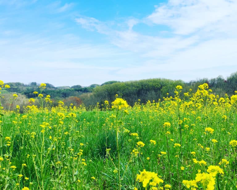 yellow wildflowers blooming in a field under a blue sky with white clouds