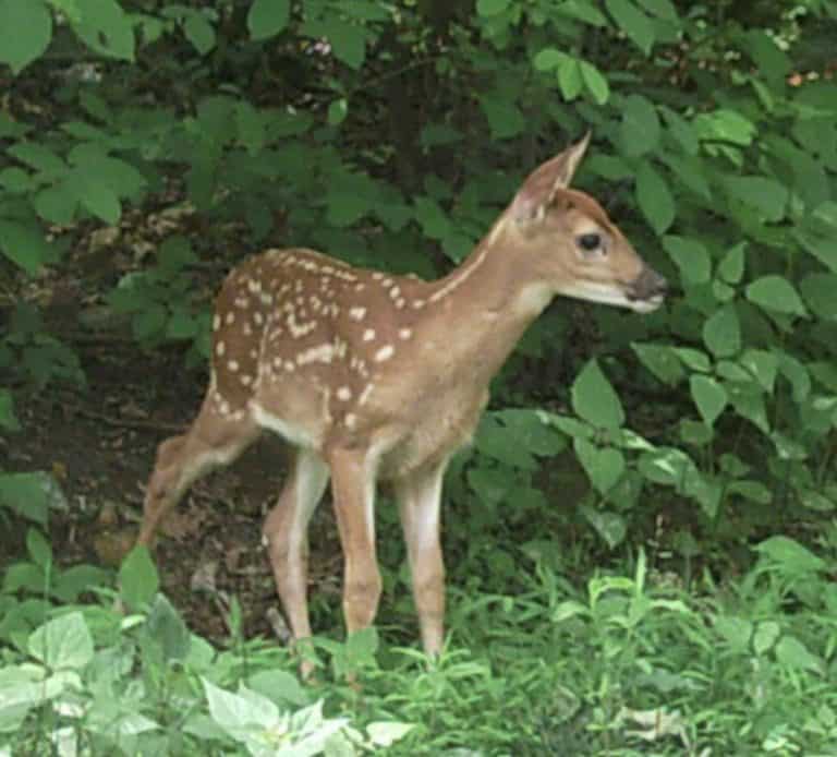 A young fawn with white spots peers out from shrubs