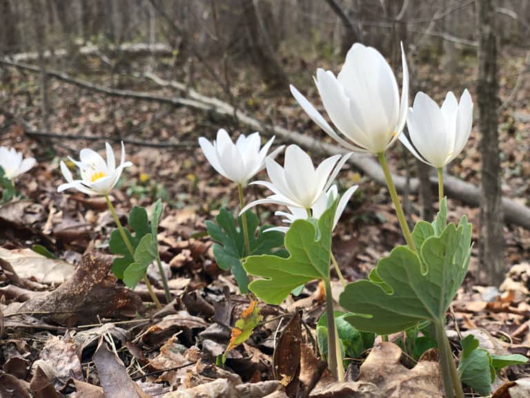 A close up of the white blossoms and green foliage of bloodroot emerging from the forest floor