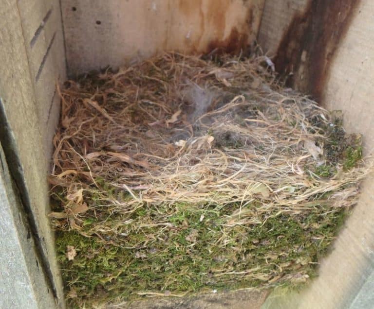 Inside of a nest box with moss and other natural materials used as nesting
