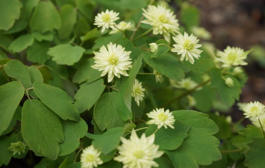 a close up of white flowers with green foliage