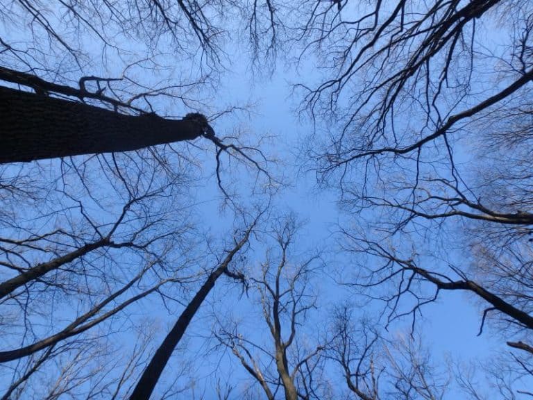 looking up at the bare winter trees from below with blue sky behind