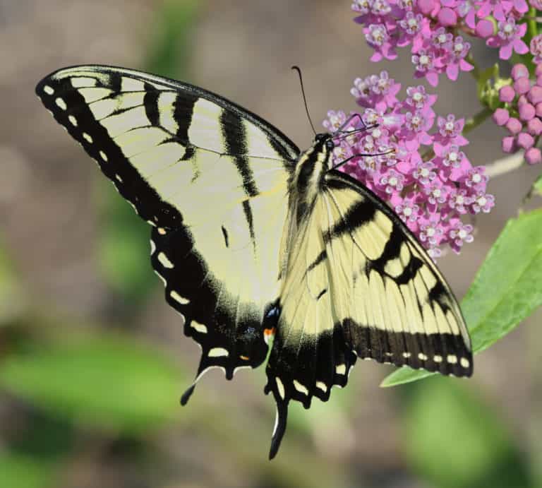 A close up of a yellow and black swallowtail butterfly sipping nectar from a purple cluster of flowers.