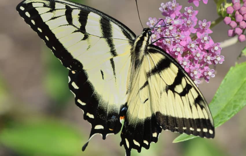 A close up of a yellow and black swallowtail butterfly sipping nectar from a purple cluster of flowers.