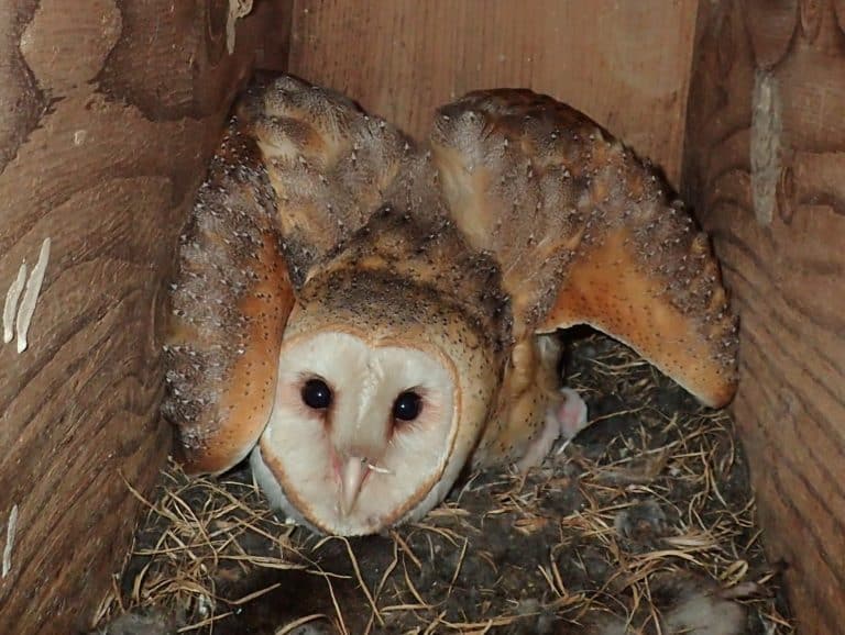 Close up inside an owl nest box of a Barn Owl with it's white face, dark eyes, and mottled brown plumage