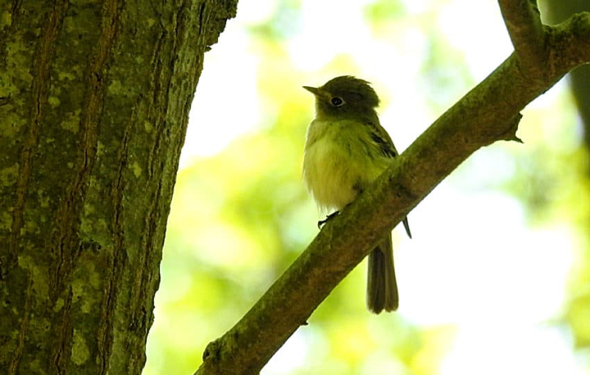 A small, fluffy bird with a yellowish breast and grayish brown head perches on a tree branch with sunshine behind it.