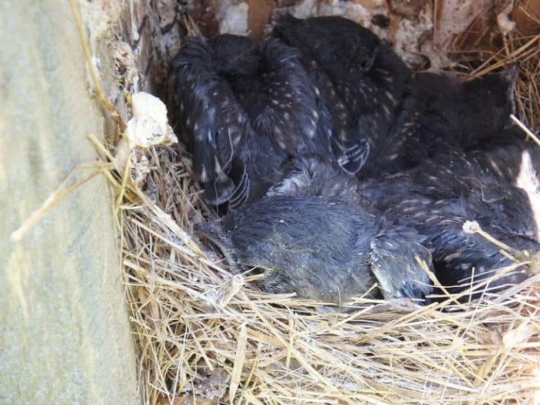 A close up of a five black feathered baby birds in a nest of dried grasses inside a wooden nest box