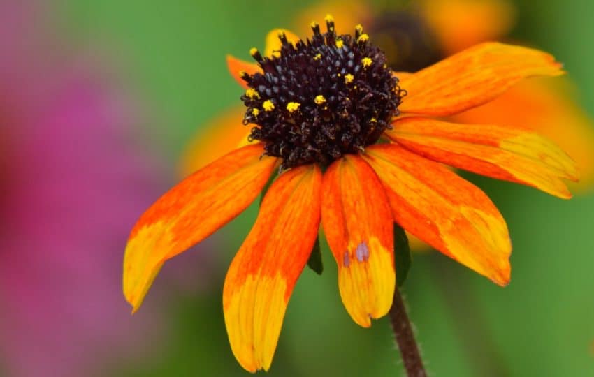 orange flower close-up, at Stoneleigh garden