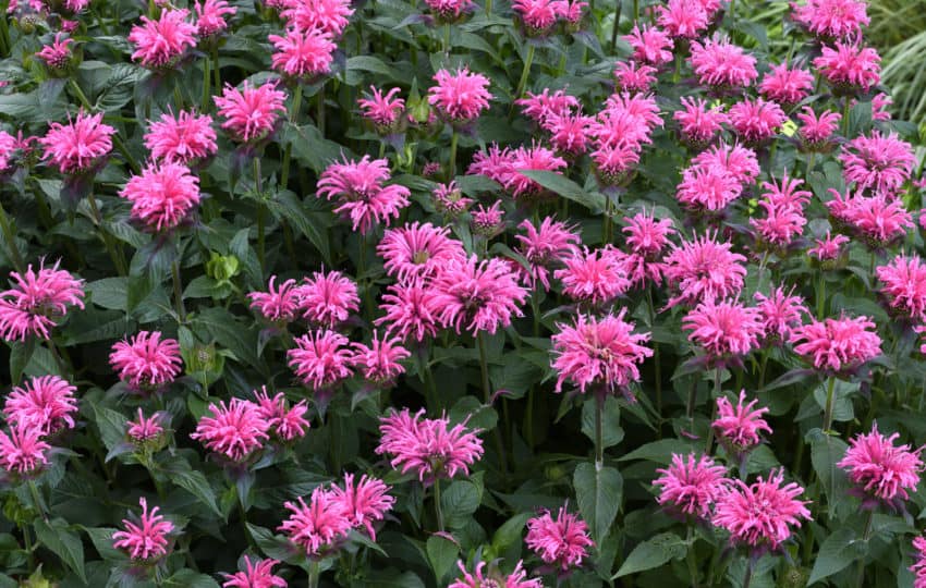 A crowd of pink feathery flowers with dark green leaves.