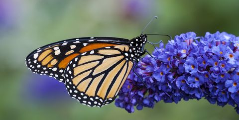 A Monarch butterfly on an invasive purple butterfly bush blossom