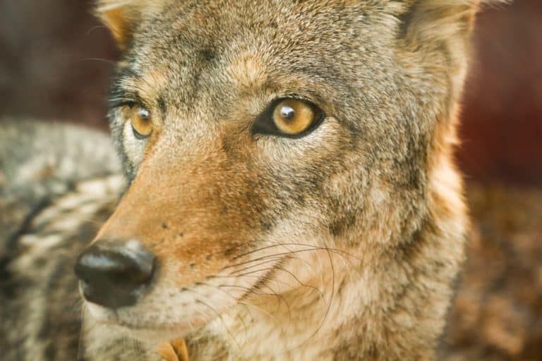 A close up of an eastern coyote with its lush brown fur and golden eyes