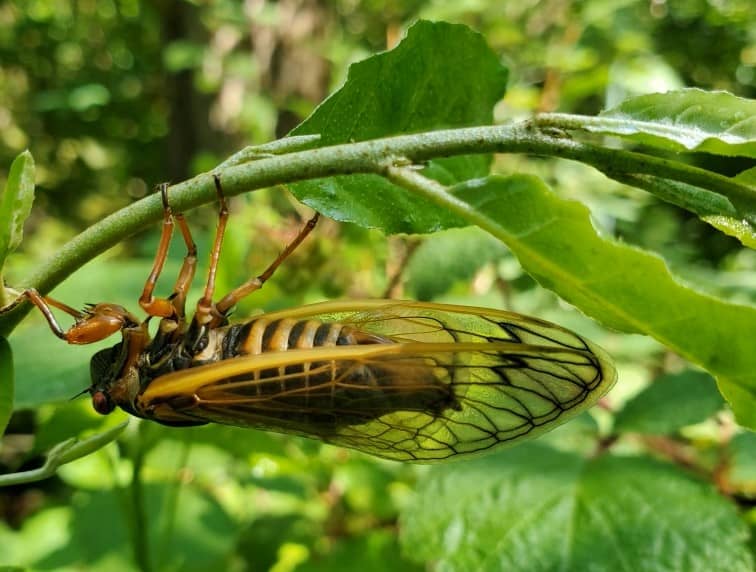 close up of a cicada insect with clear wings and black body upside down on a twig