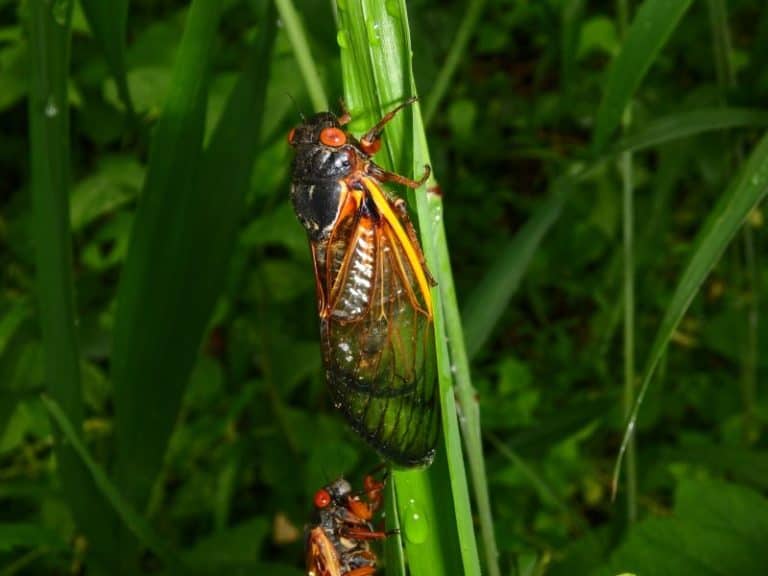 Close up of a cicada insect with brown and red coloring on green leaves