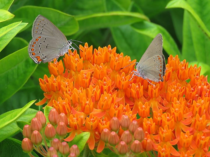 Two tan butterflies with orange speckles on their wings sipping nectar from orange blossoms