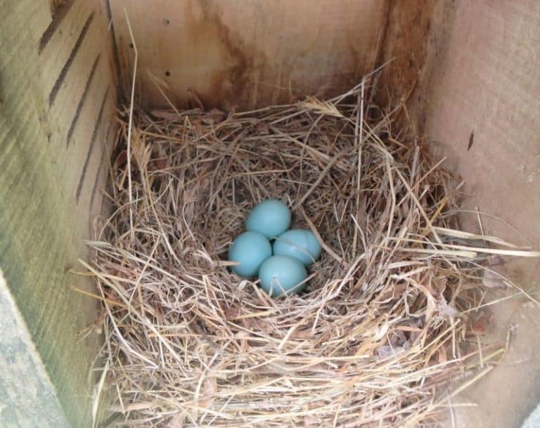 An open wooden bird box reveals a bird's nest made from dried grass with four blue eggs