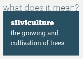 silviculture: the growing and cultivation of trees