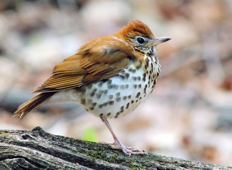 a small brown and white bird perched on a log