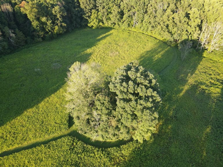Aerial photo of a circular copse of trees surrounded by a meadow