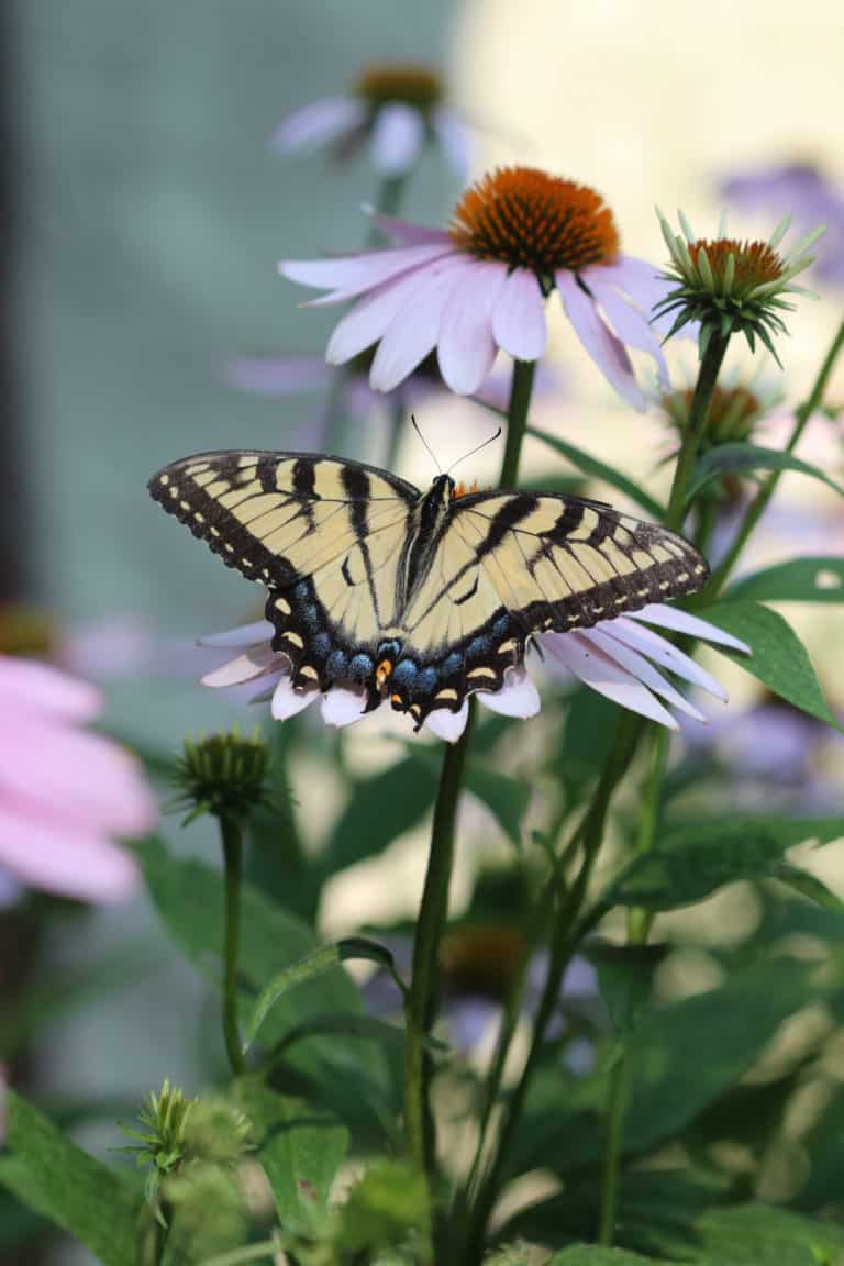 Close up of a yellow and black tiger swallowtail butterfly sips nectar from a purple flower