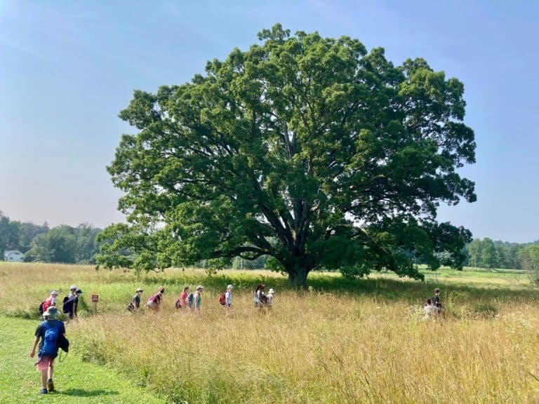 A group of hikers in shorts, tshirts, and hats head down a grassy trail in a meadow toward a massive white oak tree with green leaves.